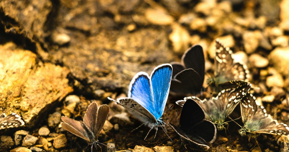 Maharashtra Nature Park Mumbai: Activities, Trails & Visitor Tips